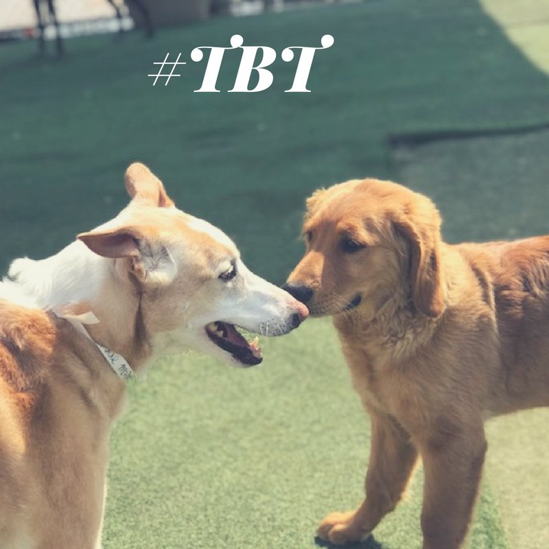 PPRCuster's tweet image. Guess what day it is!? It is Throwback Thursday! Here is a photo of sweet miss Kaya making new friends when she first came to stay with us! #tbt #petresort #petdaycare 🐶☺️🐾💕