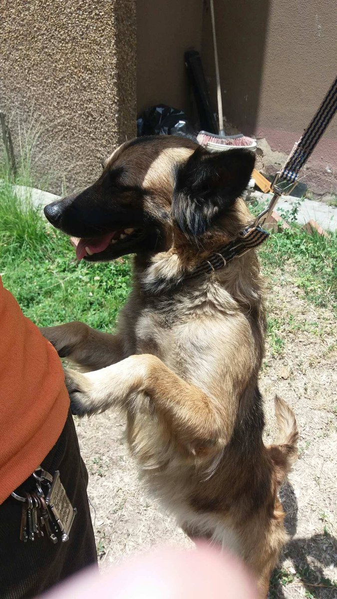 Tango_BME's tweet photo. SE BUSCA AL DUEÑO Perrita mestiza de pastor alemán hallada en LA FLORIDA Ccs. 30 de mayo inf @lopecita123 https://t.co/g9IoxWJ1cN
