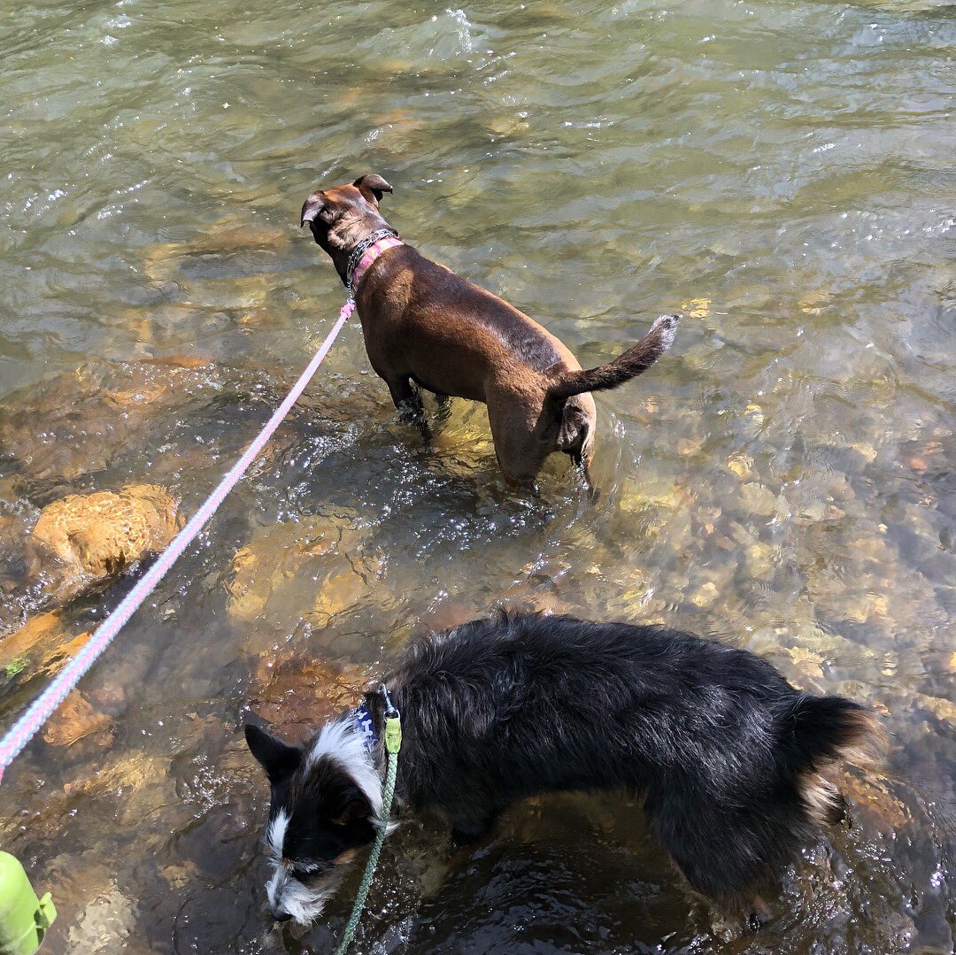 WadeCook's tweet image. #morning #walk #crazy-puppies #river #water #dogsarefamily #dogs