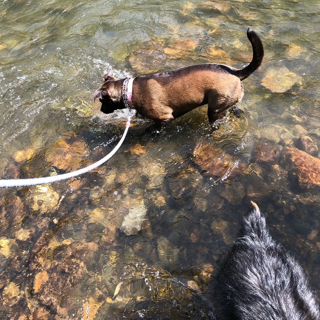 WadeCook's tweet image. #morning #walk #crazy-puppies #river #water #dogsarefamily #dogs