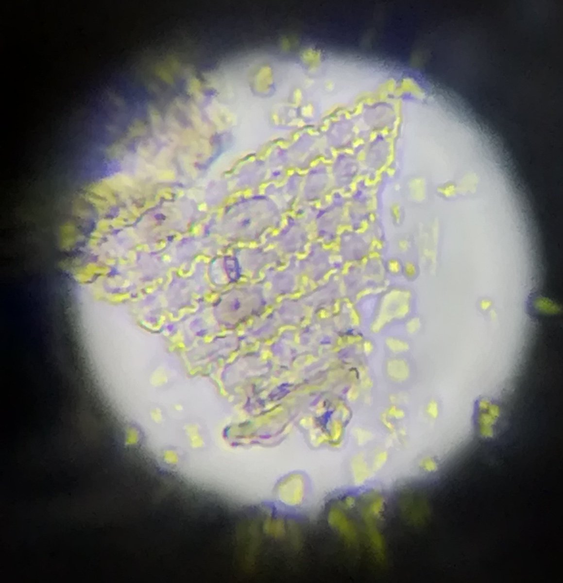 DrJenniferBates's tweet photo. Taking a break from macrobotanicals to look at #microbotanical #phytolith samples, and aren't they stunning? 😍🔬🌱
#Archaeology #archaeobotany #PostDocLife @UCamArchaeology https://t.co/2d6bKUe6k1