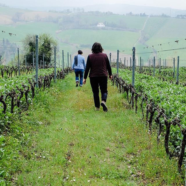 #TBT to walking the vineyard at Giovanna Madonia with Giovanna herself! Building upon her father and grandfather's love for winemaking, Giovanna researched growing techniques, planted new vines, and worked with local oenologists to make the winery what i… ift.tt/2kBzMo6