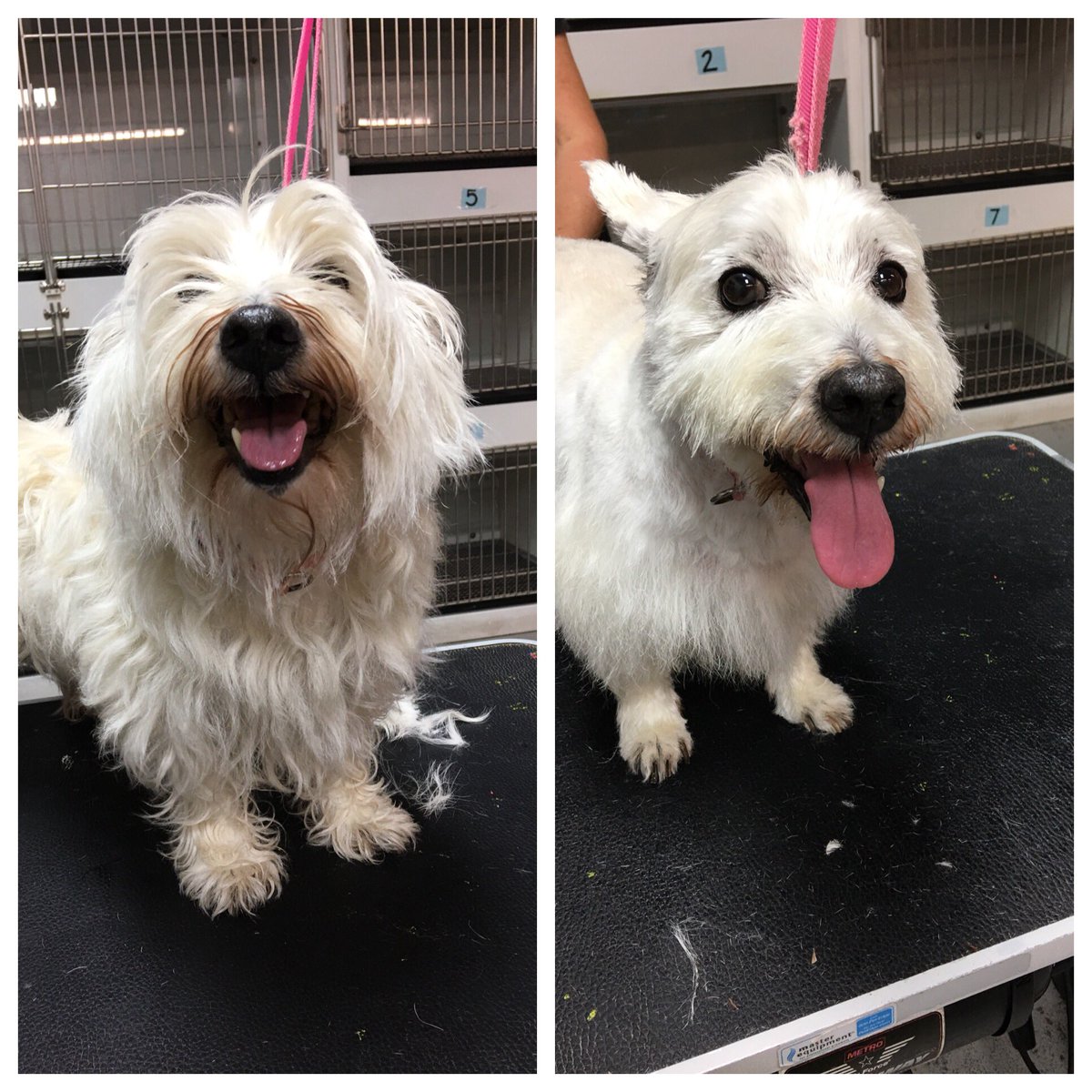 KellyRoncace's tweet photo. Before and After!!
Ask me about grooming services at #PVPets https://t.co/fFNbq0ot0b