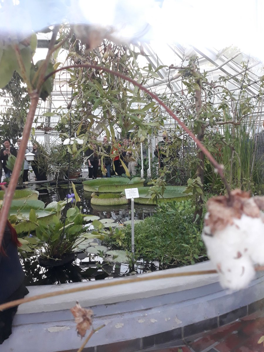 Lumpeiden yö Kaisaniemessä. Vielä nupullaan.