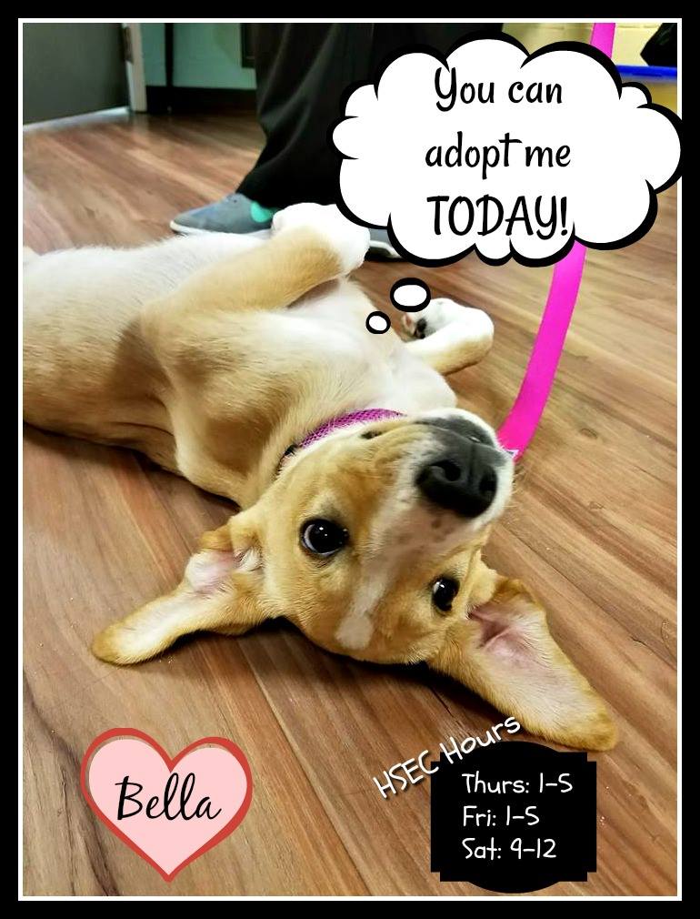 HSEC's tweet image. WE ARE OPEN TODAY!!!! Make sure to come see Bella and all her friends here at @HSEC ! #AdoptDontShop #AdoptMe