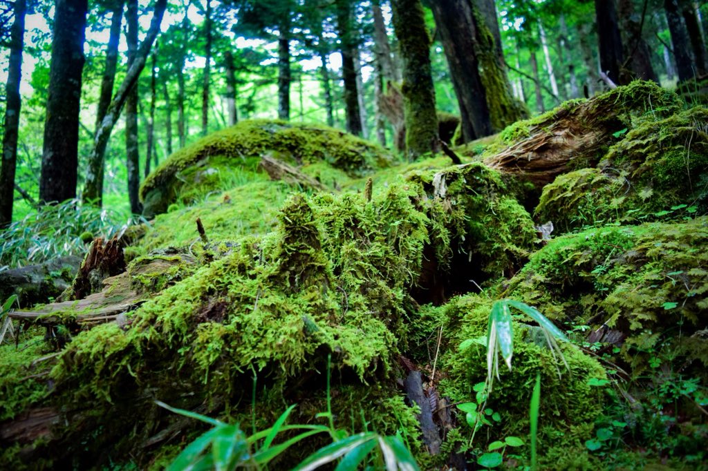 Uzivatel 石原 Na Twitteru 奈良県 大台ケ原 キレイな森と対照的な正木ケ原 森林衰退 自然保護 考えさせられました