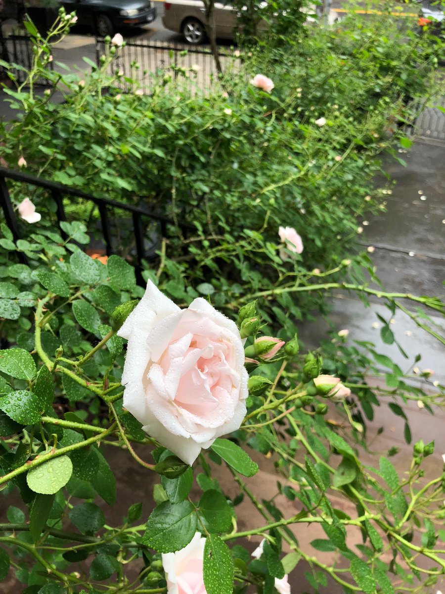 TheTedAllen's tweet photo. She’s gettin’ ready to blow! #ChicagoPeace #Rose https://t.co/lodC9nHiim