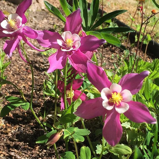 KeesToKitchen's tweet image. Columbine on my walk with Cricket. Not so wild, but love the color! #VailValley #Beavercreek #Vail #Colorado ift.tt/2IYPf0h