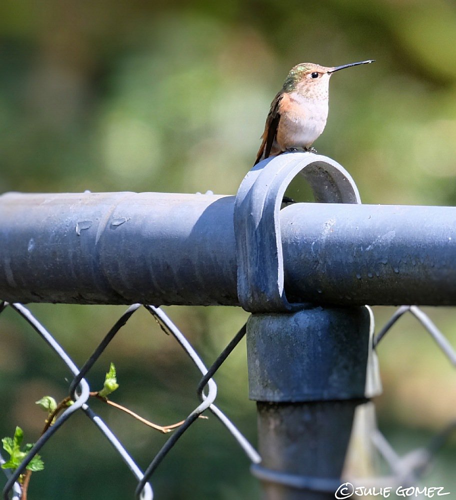 patch of sunlight
hummingbird finds warmth 
between meals

#haiku #birds #RufousHummingbird (female) #fujiXT20