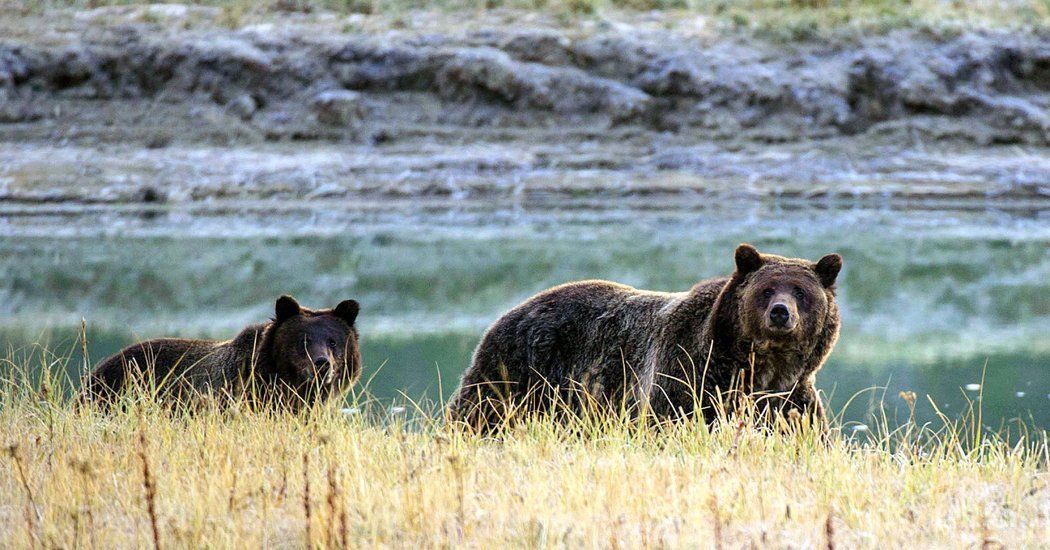 A large-scale grizzly bear hunt near Yellowstone National Park is set for September after the recent Wyoming vote. Opposition remains fervent, from environmentalists to tribal nations to the general public... read more at: buff.ly/2sjATMM