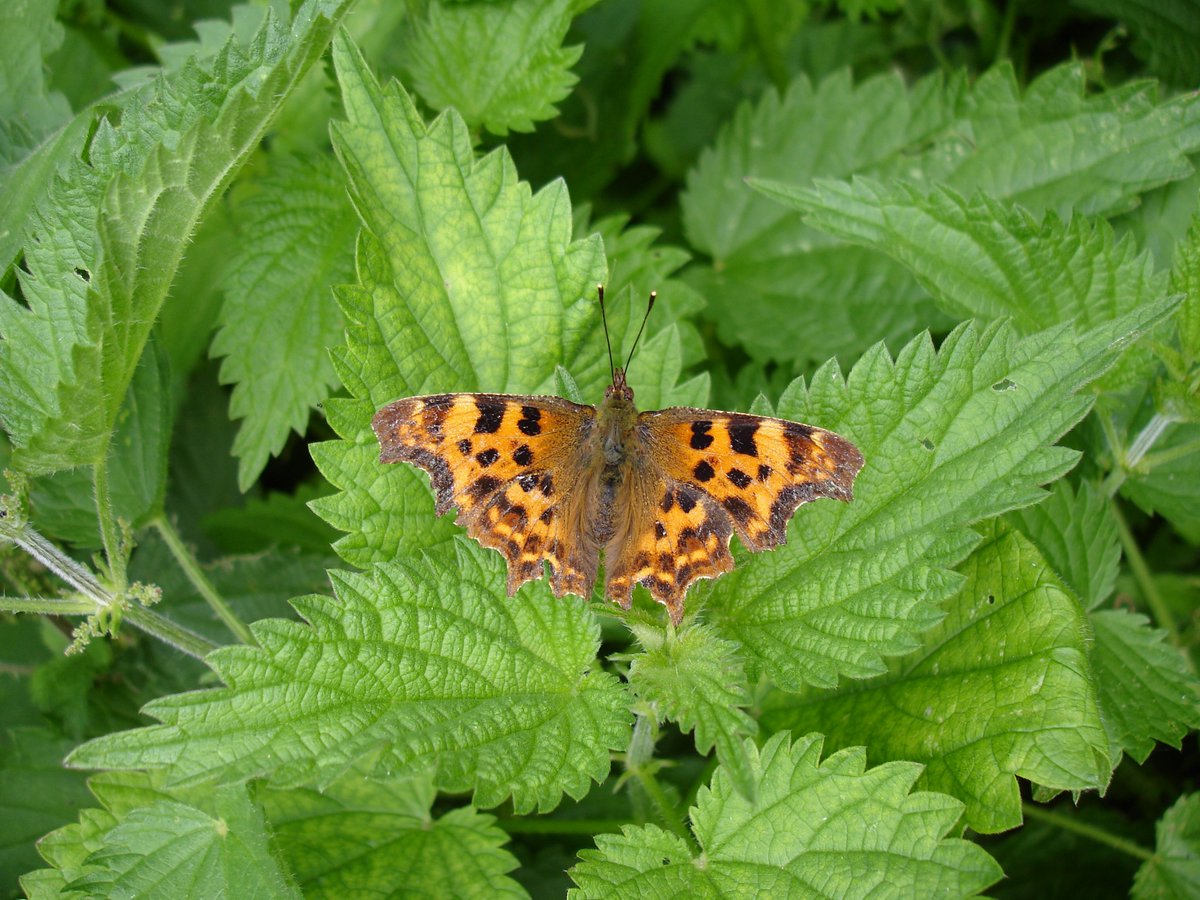 agricology's tweet photo. Making small tweaks to wild bird seed mixes, game covers & cover crops to include one or two pollinator-friendly species can maximise the benefits of these existing areas by providing late season pollen/nectar supplies: https://t.co/VRU9HmPyZ5 @DefraGovUK #GLNP #wildpollinators https://t.co/XEBqitdZVa