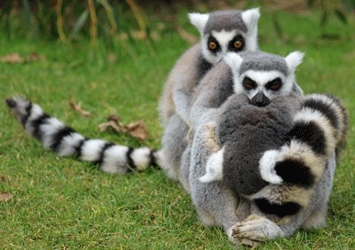 Move it, move it to the Park for #LemurWeek #KingJulian #RingtailedLemurs ow.ly/816130kfr4p