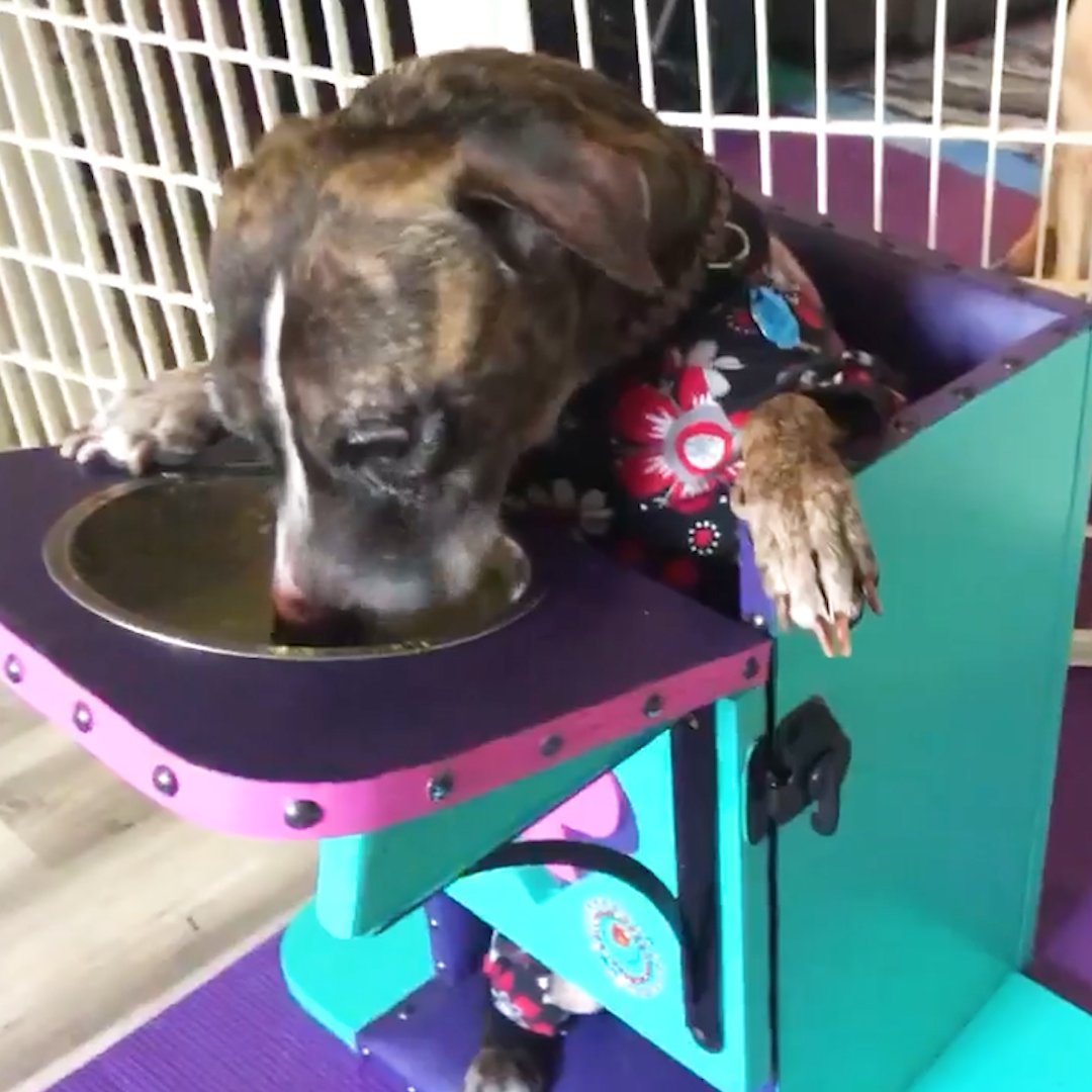 INSIDER on Twitter "These high chairs are made for dogs…