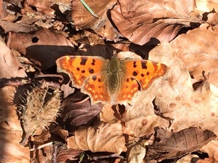 KNNV biedt op 12 plaatsen een minicursus dagvlinders herkennen aan voor beginnende vlinderaars. Bloeiende bermen en biodiversiteit: Lees in de KNNV Nieuwsbrief mailchi.mp/knnv/knnv-land…