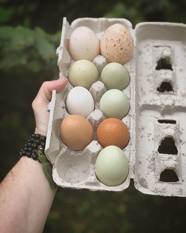 SeanBusby's tweet photo. Two of these eggs are not like the others.......💯Dustin the turkey 🦃 and Susan the duck 🦆 https://t.co/2FOcmkziNn