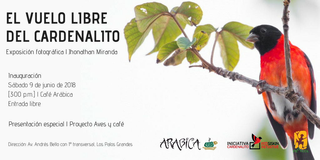 provita_ong's tweet photo. Acompáñanos el próximo #sábado #9junio a las 3pm a la inauguración de la exposición fotográfica "El vuelo libre del cardenalito" de @jhonathanmirand en @TuCafeArabica. Además presentaremos el proyecto "Aves y café". #EntradaLibre @SaveRedSiskin https://t.co/1hGj9cSsXg
