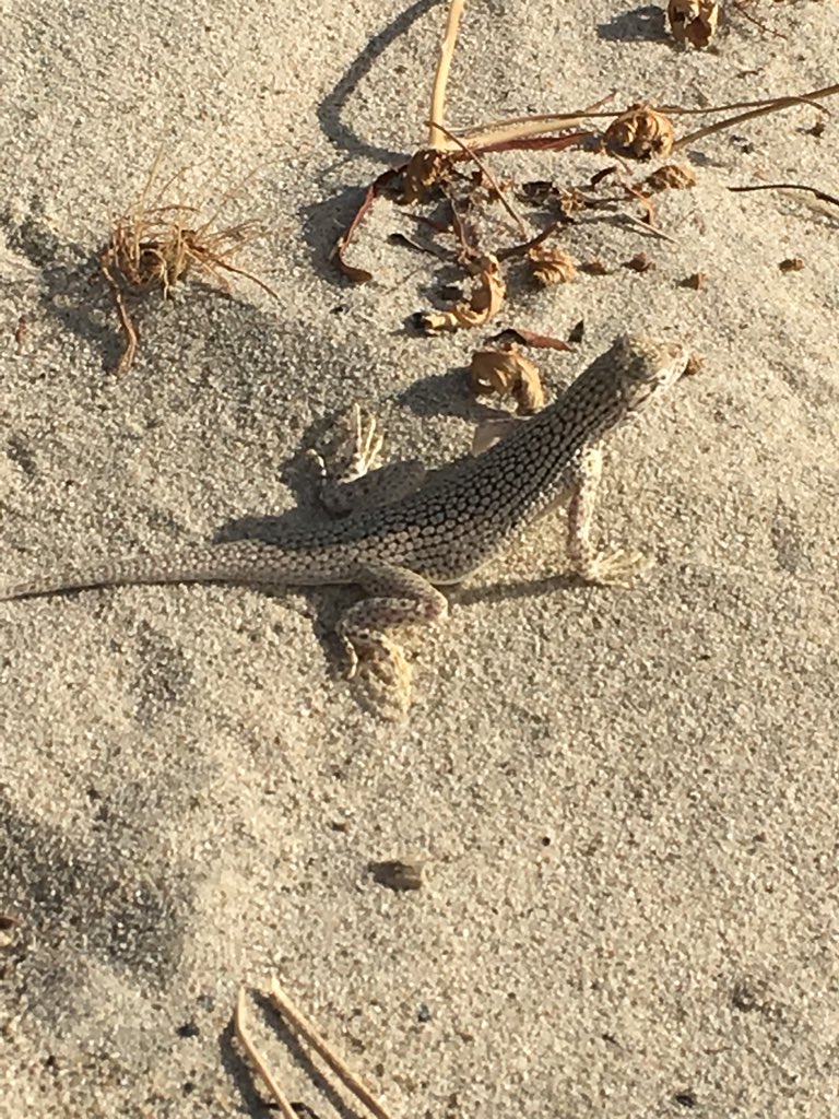 sweetlynnc's tweet image. Days of sand and lizards #fieldwork #coachellavalley #populationmonitoring #UmaInornata