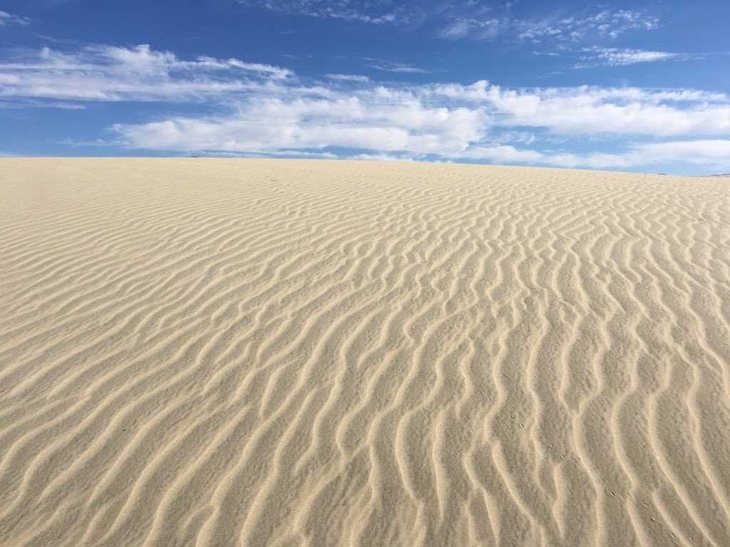 sweetlynnc's tweet image. Days of sand and lizards #fieldwork #coachellavalley #populationmonitoring #UmaInornata