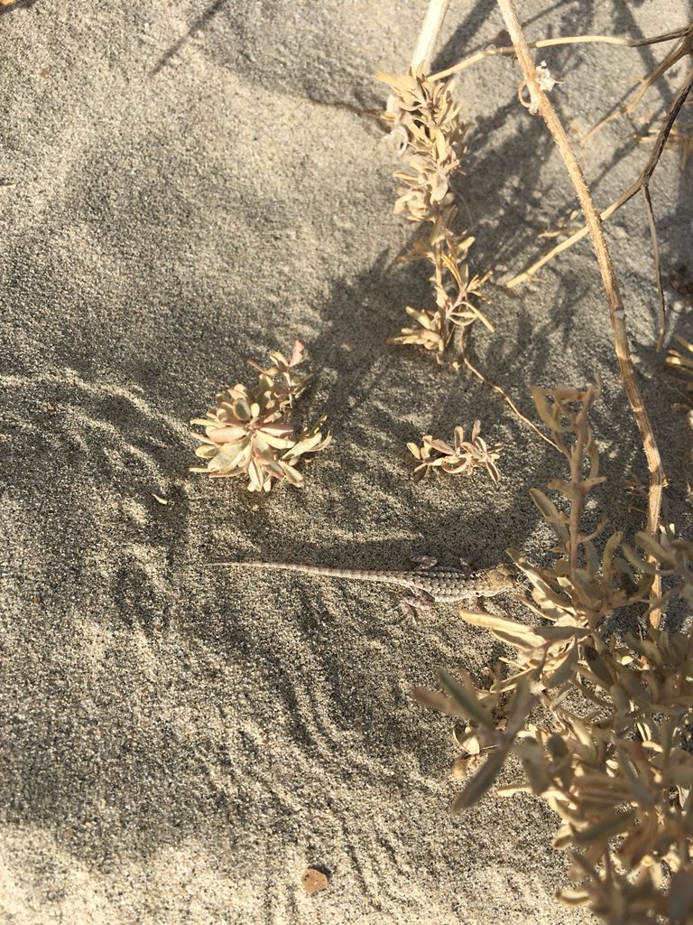 sweetlynnc's tweet image. Days of sand and lizards #fieldwork #coachellavalley #populationmonitoring #UmaInornata