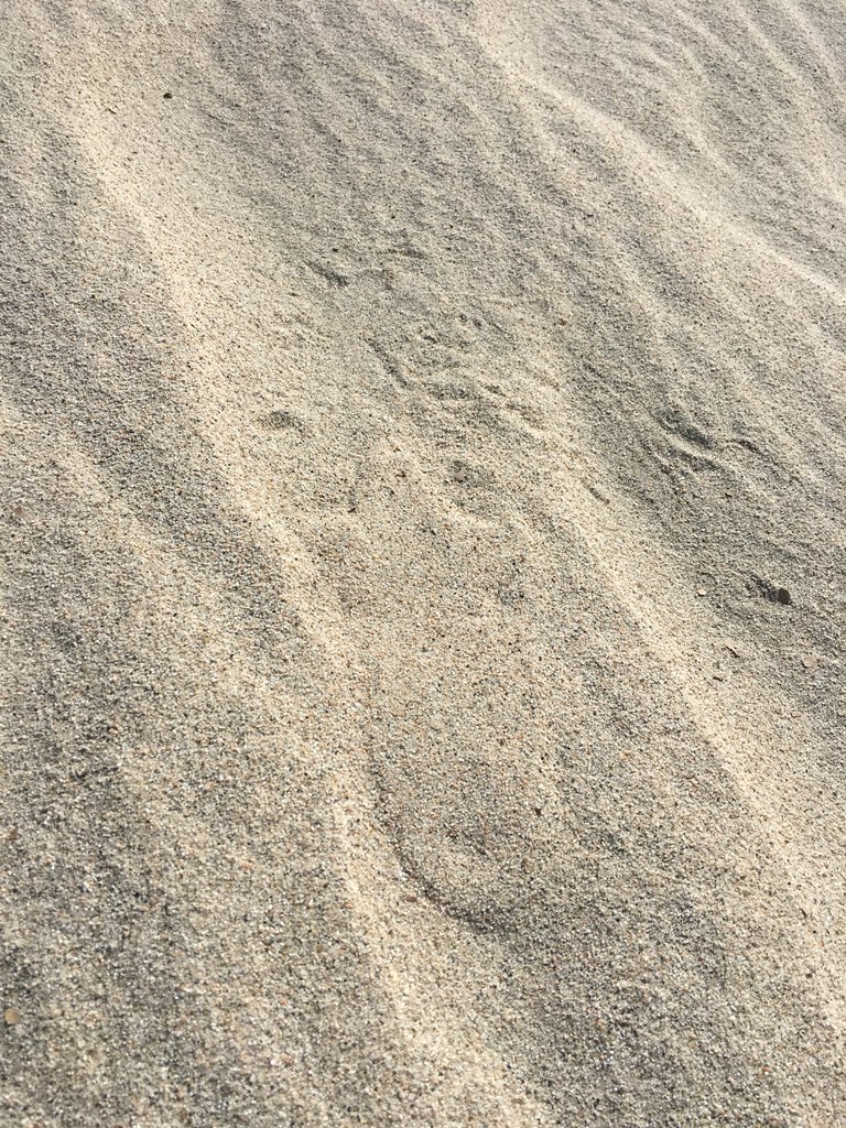 sweetlynnc's tweet image. Days of sand and lizards #fieldwork #coachellavalley #populationmonitoring #UmaInornata