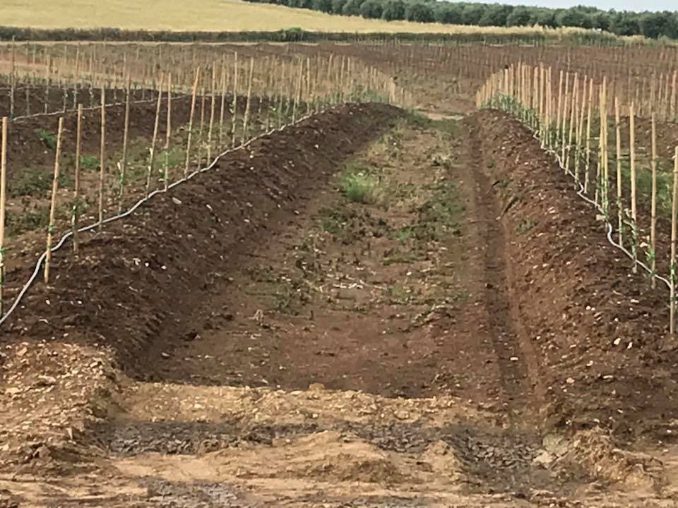 Instalación de riego para olivar superintensivo en Portugal. Seguimos creciendo.