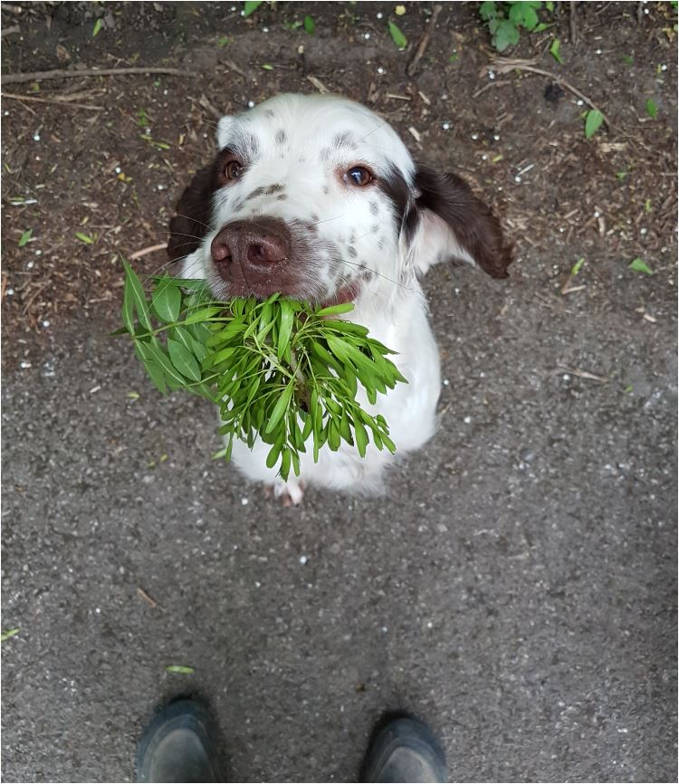 Flax Farm Linseed tweet media