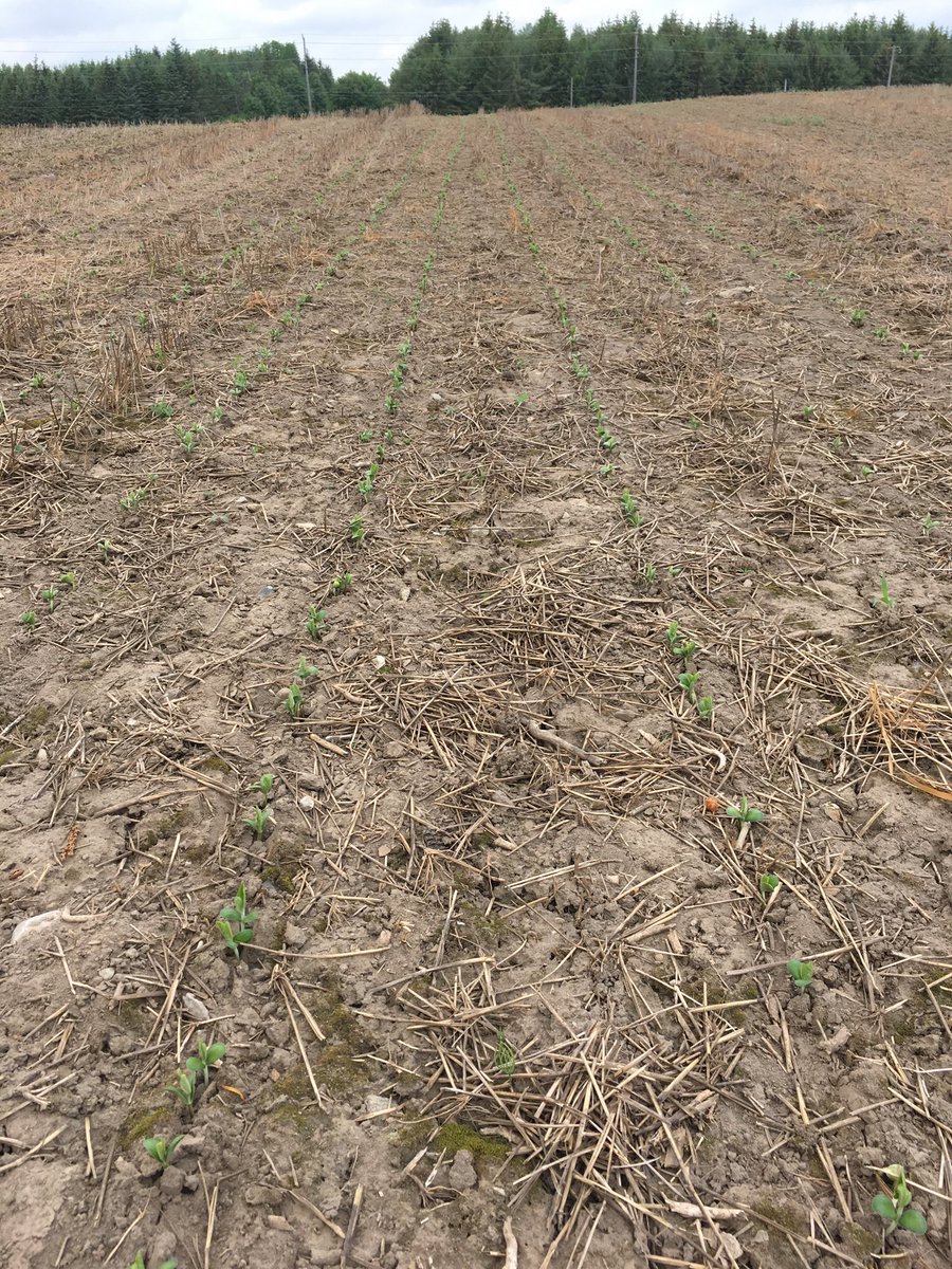 Last year (#monsoon17) didn’t start planting till June 1, #plant18 off to a way better start!! #prideseeds PS0555