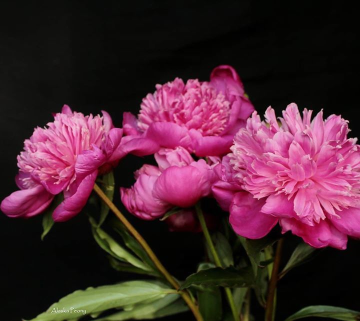 AKpeony's tweet photo. Monsieur Jules Elie #peonies, a pink-rose bloom. Shipped nationwide from Alaska July through August!

#peony #peonyseason #peonyforpresident #peoniesaremyfavorite #weddingflowers #eventflowers #bridalbouquet #flowergram #flowersofinstagram #instaflowers #capturingcolor #smal… https://t.co/1Pbfj8Z16K