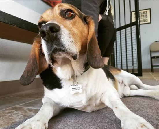 BeaglePaws's tweet photo. Raining again!  What's a hound to do.  How about a few snuggles.  Visit some of the beagles for adoption at our shelter or read about them online at https://t.co/C9aEbq9J4j  #raindayblues 738-PAWS https://t.co/BTiLNAxfiN