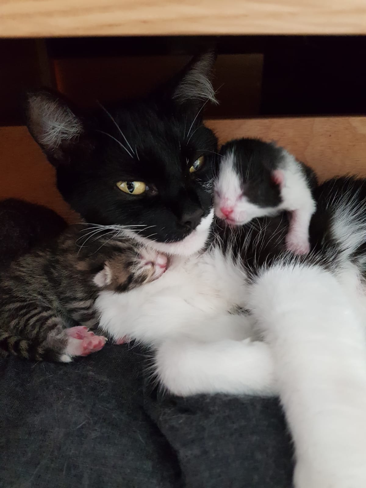 кошка родила под кроватью