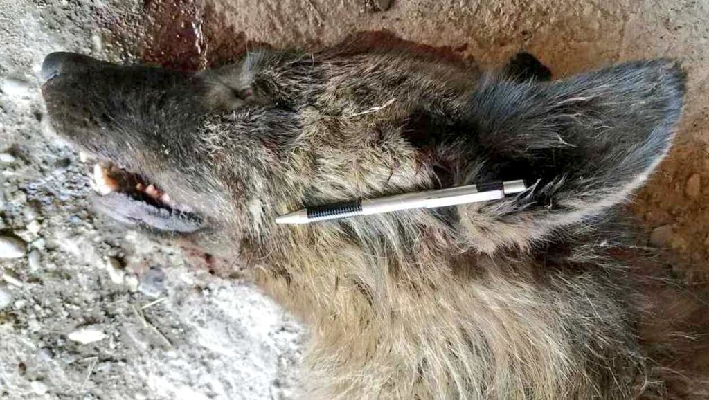 Teknosciences On Twitter Une Bête Inconnue Ressemblant à