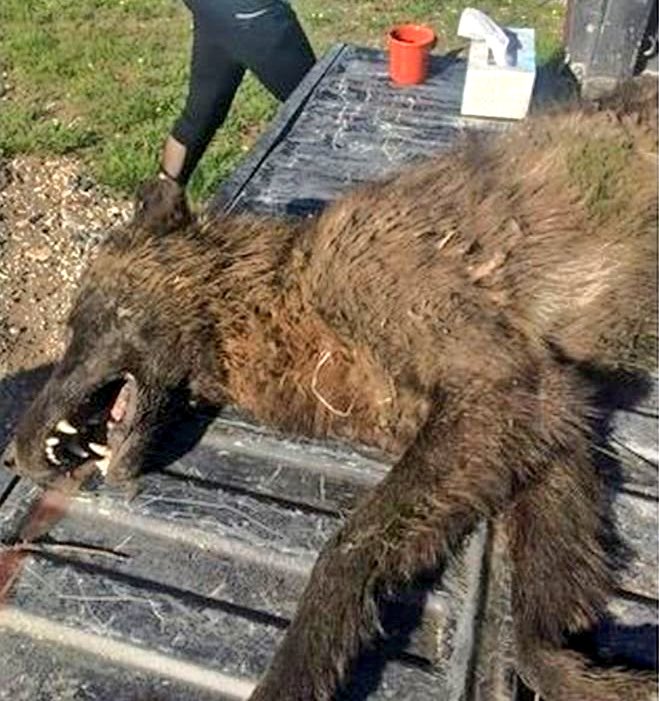 Teknosciences On Twitter Une Bête Inconnue Ressemblant à