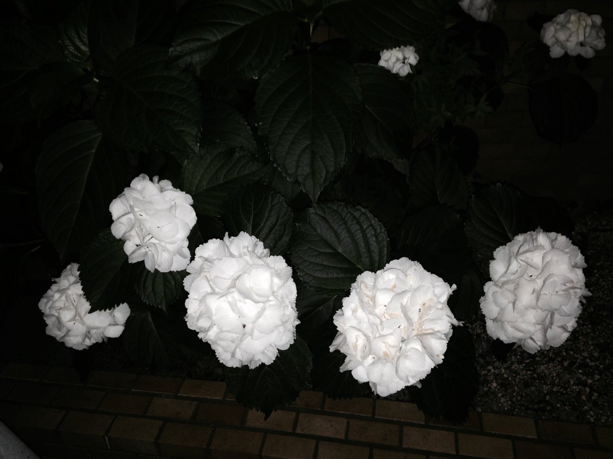 megumoo's tweet photo. @team_kanji 青の紫陽花はアルカリ性の水、ピンクは酸性の水源と言われるけど私は昔から真っ白の紫陽花が大好き。夜に暗闇に浮かび上がる幽玄さが素敵。白の紫陽花の花言葉は「寛容」。色によって紫陽花は花言葉違うそうです。青は「辛抱強い愛情」ピンクは「元気な女性」最近は紫陽花総じて「一家団欒」だそう https://t.co/VnItm661jD