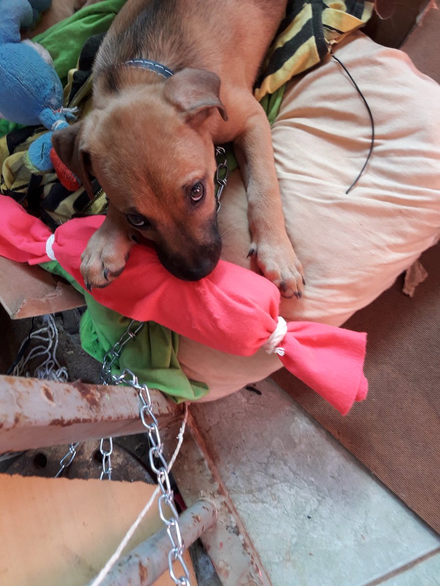 foolsliamwgold's tweet image. GENTE PORFAVOR DÊEM RT DIVULGUEM ISSO AQUI! A MINHA MÃE SOLTOU MINHA CACHORRINHA DE PROPÓSITO NA RUA E NÃO ESTOU CONSEGUINDO A ACHAR. PORFAVOR ME AJUDEM A ACHAR ELA, EU ESTOU DESESPERADA. MORO EM PLANALTINA QUE FICA EM BRASÍLIA. PORFAVOR ME AJUDEM.