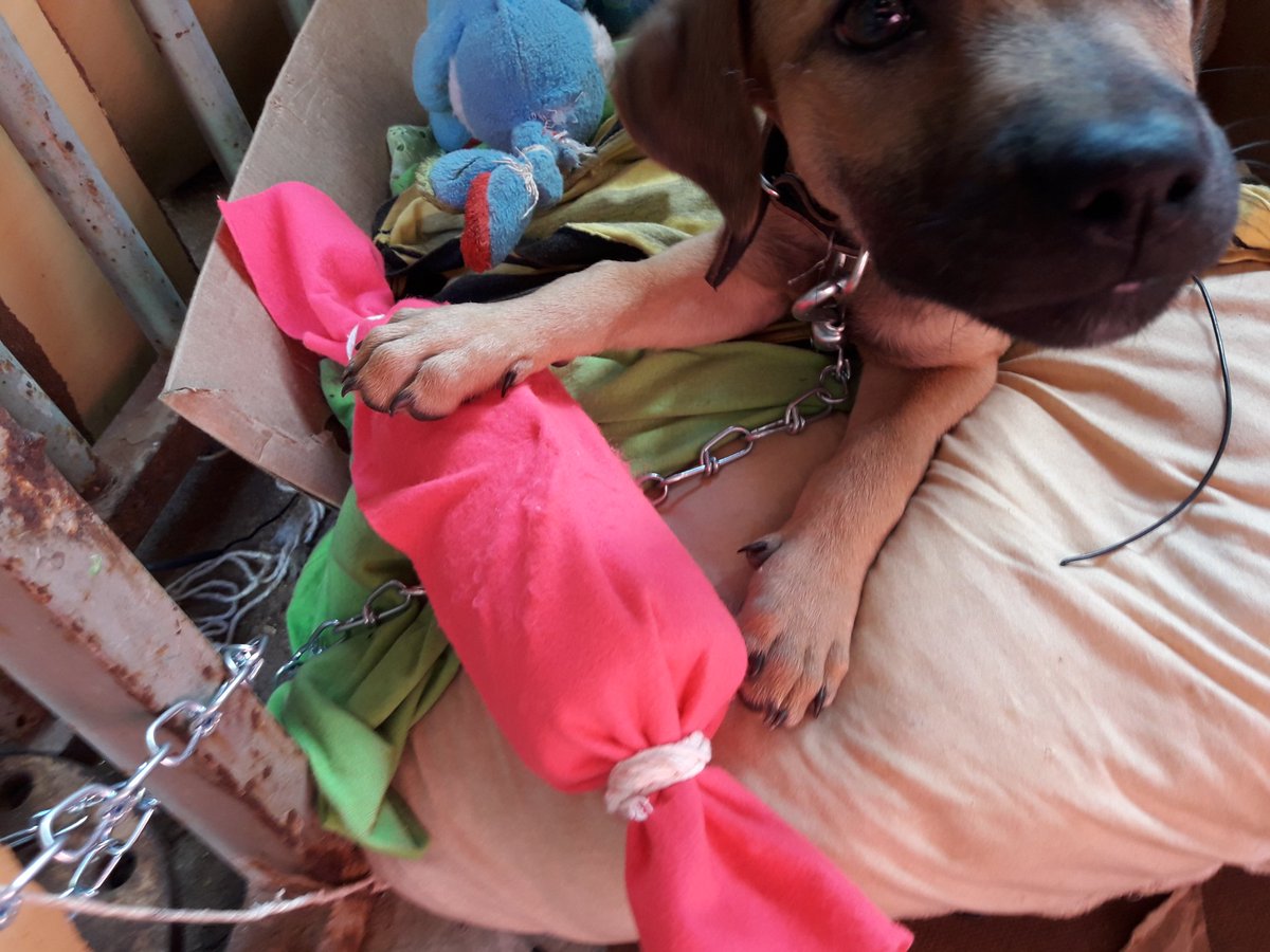 foolsliamwgold's tweet image. GENTE PORFAVOR DÊEM RT DIVULGUEM ISSO AQUI! A MINHA MÃE SOLTOU MINHA CACHORRINHA DE PROPÓSITO NA RUA E NÃO ESTOU CONSEGUINDO A ACHAR. PORFAVOR ME AJUDEM A ACHAR ELA, EU ESTOU DESESPERADA. MORO EM PLANALTINA QUE FICA EM BRASÍLIA. PORFAVOR ME AJUDEM.