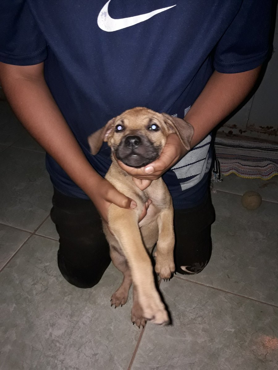 foolsliamwgold's tweet image. GENTE PORFAVOR DÊEM RT DIVULGUEM ISSO AQUI! A MINHA MÃE SOLTOU MINHA CACHORRINHA DE PROPÓSITO NA RUA E NÃO ESTOU CONSEGUINDO A ACHAR. PORFAVOR ME AJUDEM A ACHAR ELA, EU ESTOU DESESPERADA. MORO EM PLANALTINA QUE FICA EM BRASÍLIA. PORFAVOR ME AJUDEM.