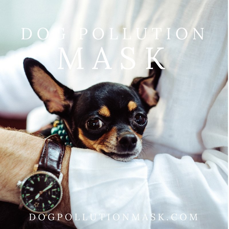 DogAirMask's tweet photo. Worth the love! Love from us to your dog. https://t.co/PVxxrjscHE. #DogLove #CuteDog #Dog #Dogs #MansBestFriend #DogFace #DogCare #DogSnuggle #PuppyLove #CutePup https://t.co/fcN6dwK1aK