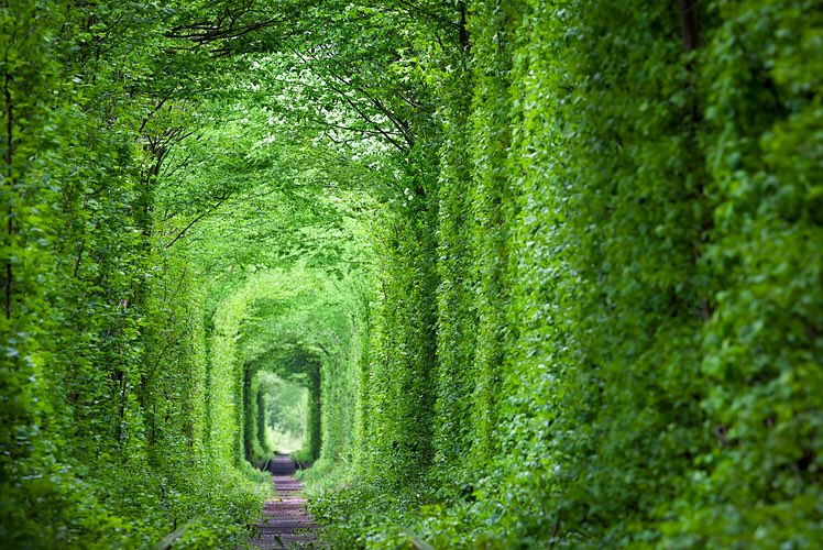 PackYourBag_'s tweet photo. The Tunnel of Love, Ukraine 🇺🇦 https://t.co/COSeESL7om