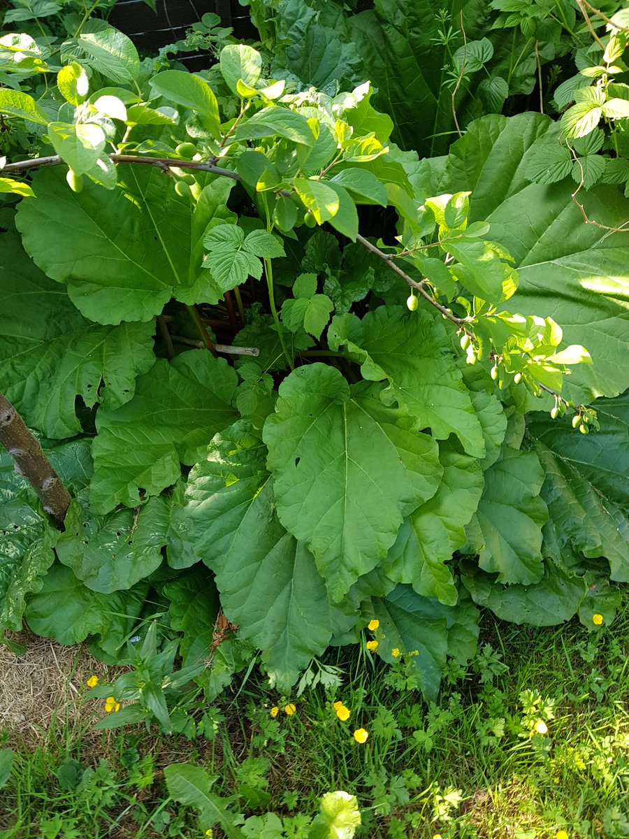 Garden stuff coming on well #homegrown #gardening #plums #rhubarb #patiopots