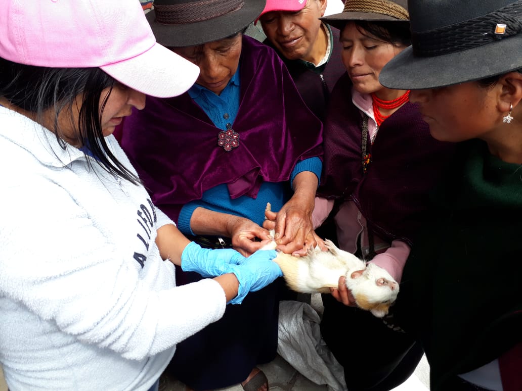FerchoCA1398's tweet photo. #InfoMAG | Capacitación en manejo de cuyes a grupo de Mujeres productoras de la #Coprobich del cantón #Colta para fortalecer la producción de especies menores #MAGCapacita #HombroAHombro https://t.co/vFbhHVZPuK