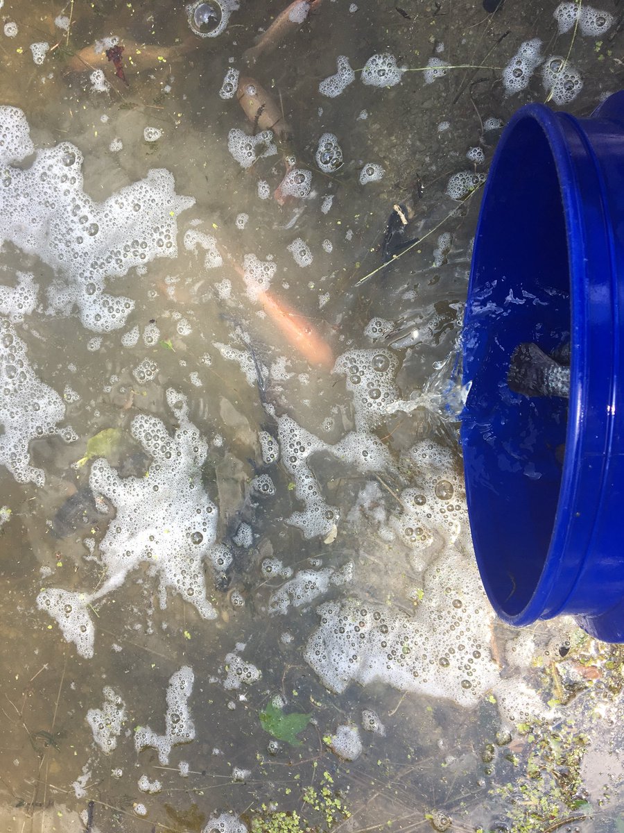 PiquaWater's tweet photo. 500 Tilapia placed in Frantz Pond today to help minimize weed and algae growth.  Tilapia are becoming widely used for this purpose. The City is hoping to see great results. #CityofPiqua https://t.co/pueWySxkLn