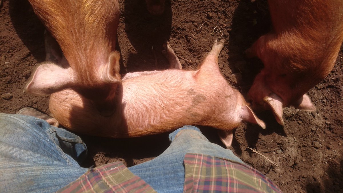 CountryPigs's tweet photo. It must be tiring being a pig. She's fallen asleep on my foot 🤣 
#Tamworth #PIG #Shropshire #woodland #Tired #sunshine #keepbritainfarming https://t.co/Fg70Kf5sjp