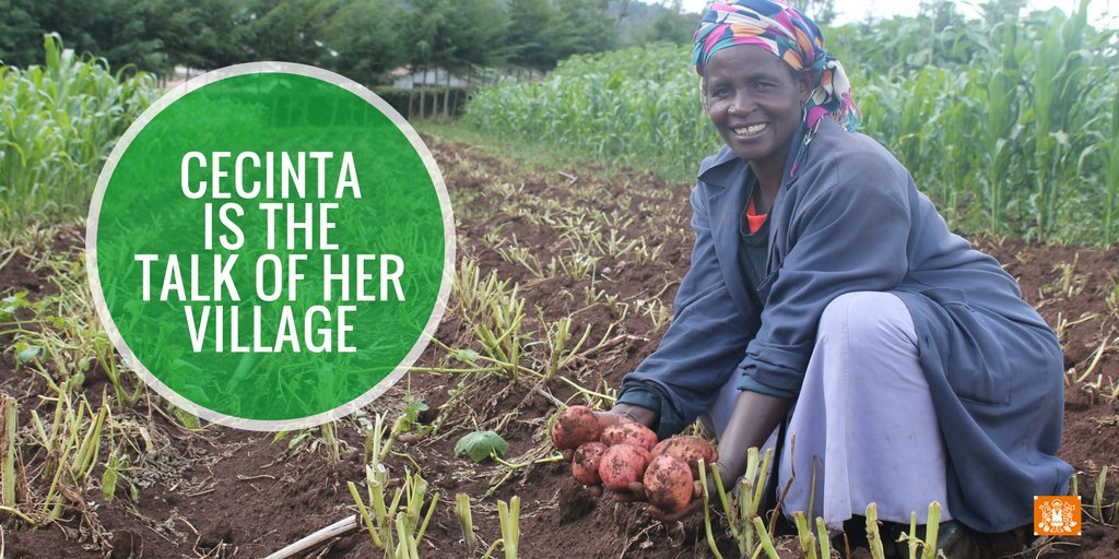 Being the talk of the village can be a very good thing, just ask Cecinta. She's known around town as the potato expert. This and other stories in our latest photo story: Farming Success with Potatoes in Kenya cipotato.org/media/farming-… #Ag4SDGs <a href="/USAID/">USAID</a> <a href="/fipsafrica/">FIPS-Africa</a>