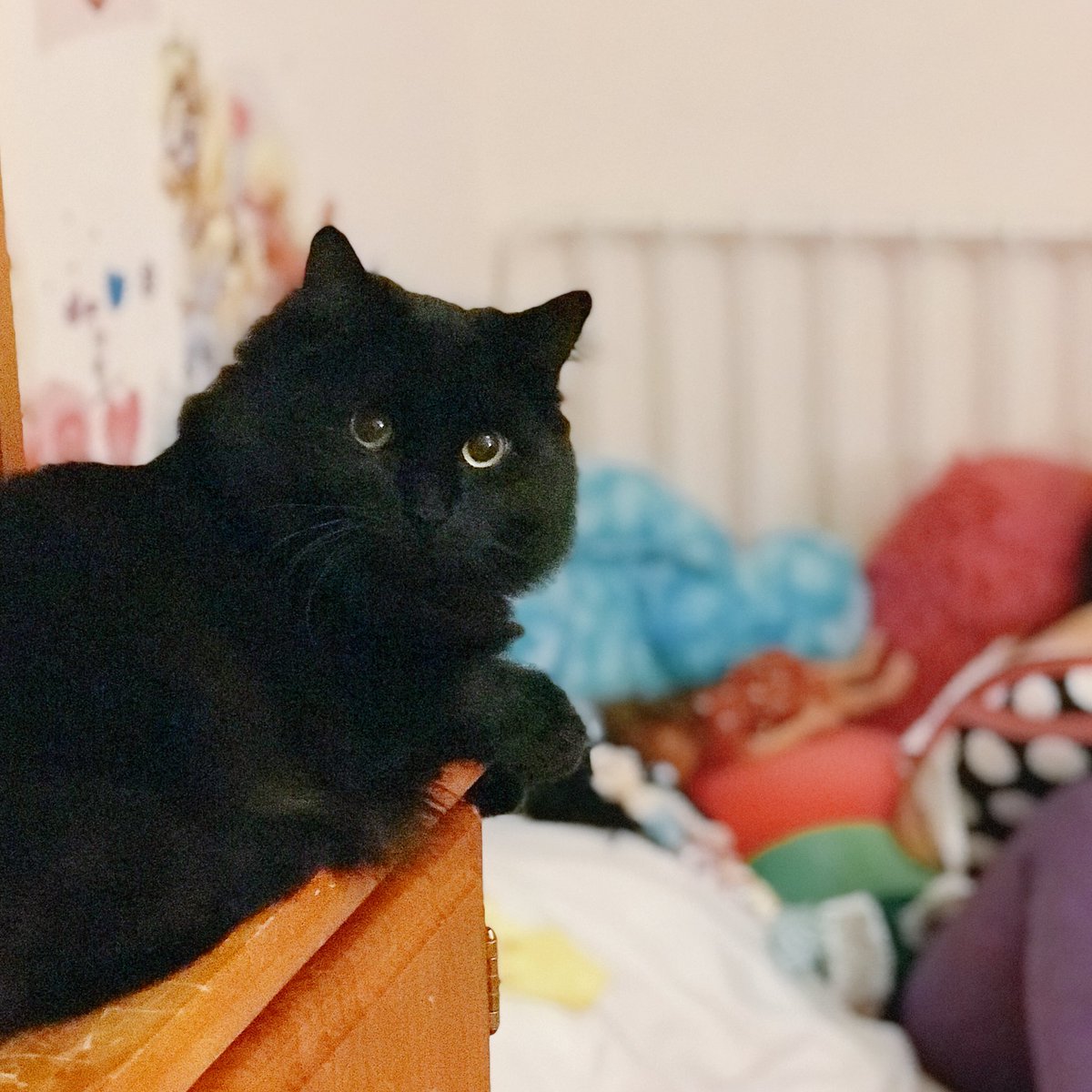 New fave hangout - small human dresser while the small humans read.
#BlackCats
#readingisLit
#smallhumans