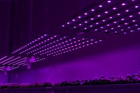 Certhon in het gelijk gesteld over Plantlab octrooi indoor farming
groentennieuws.nl/artikel/174861…