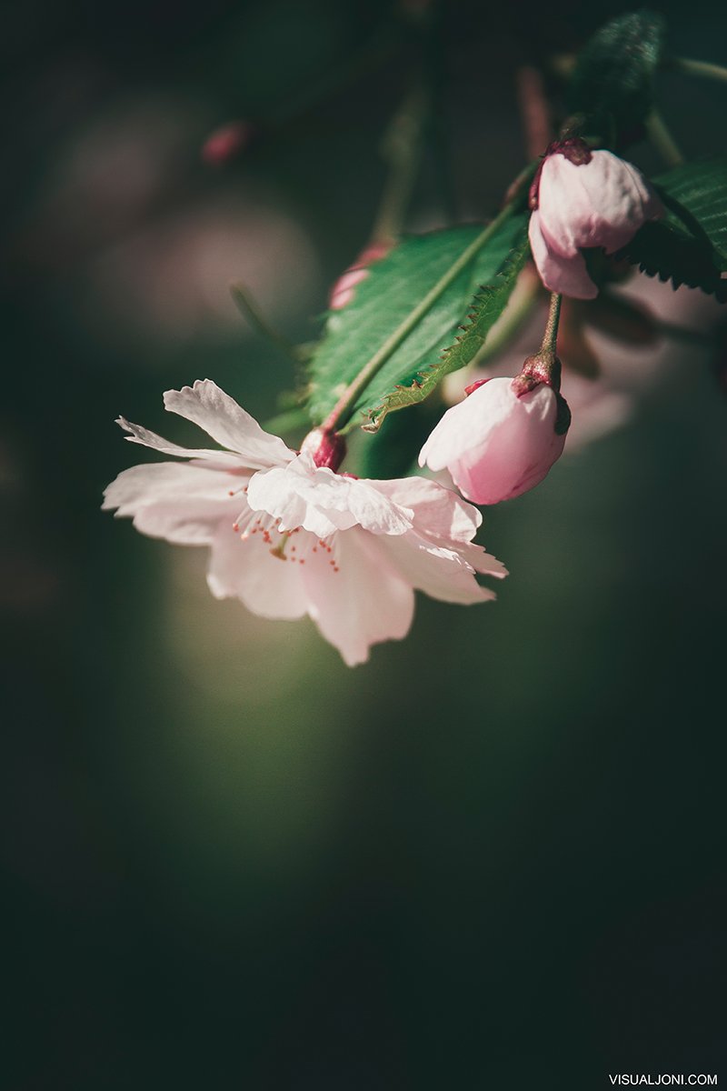 VisualJoni's tweet photo. 🌸

https://t.co/ziiZalbGPV
https://t.co/qcBr5yp2UK
https://t.co/36slRCvm5E
https://t.co/5Ykf4TWFh3

(c) Joni Espo https://t.co/U5kHMElPBt

#VisualJoni #photography #photographer #Helsinki #Suomi #Finland #flower #flowers #nature #naturephotography #flowerphotography https://t.co/pvmw8x7cM8
