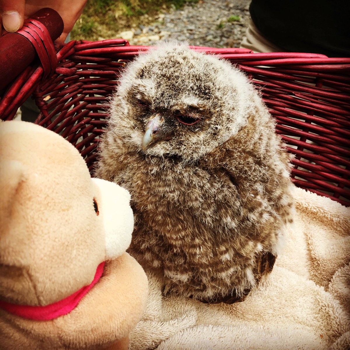 LucaMaxiMorgan's tweet photo. Thank you for the most amazing experience @NQBOPWales Made our holiday so special. Would recommend so much! Such lovely people but of course the Owls were the stars of the day!! #Wales @visitceredigion https://t.co/B6CfOIknuV