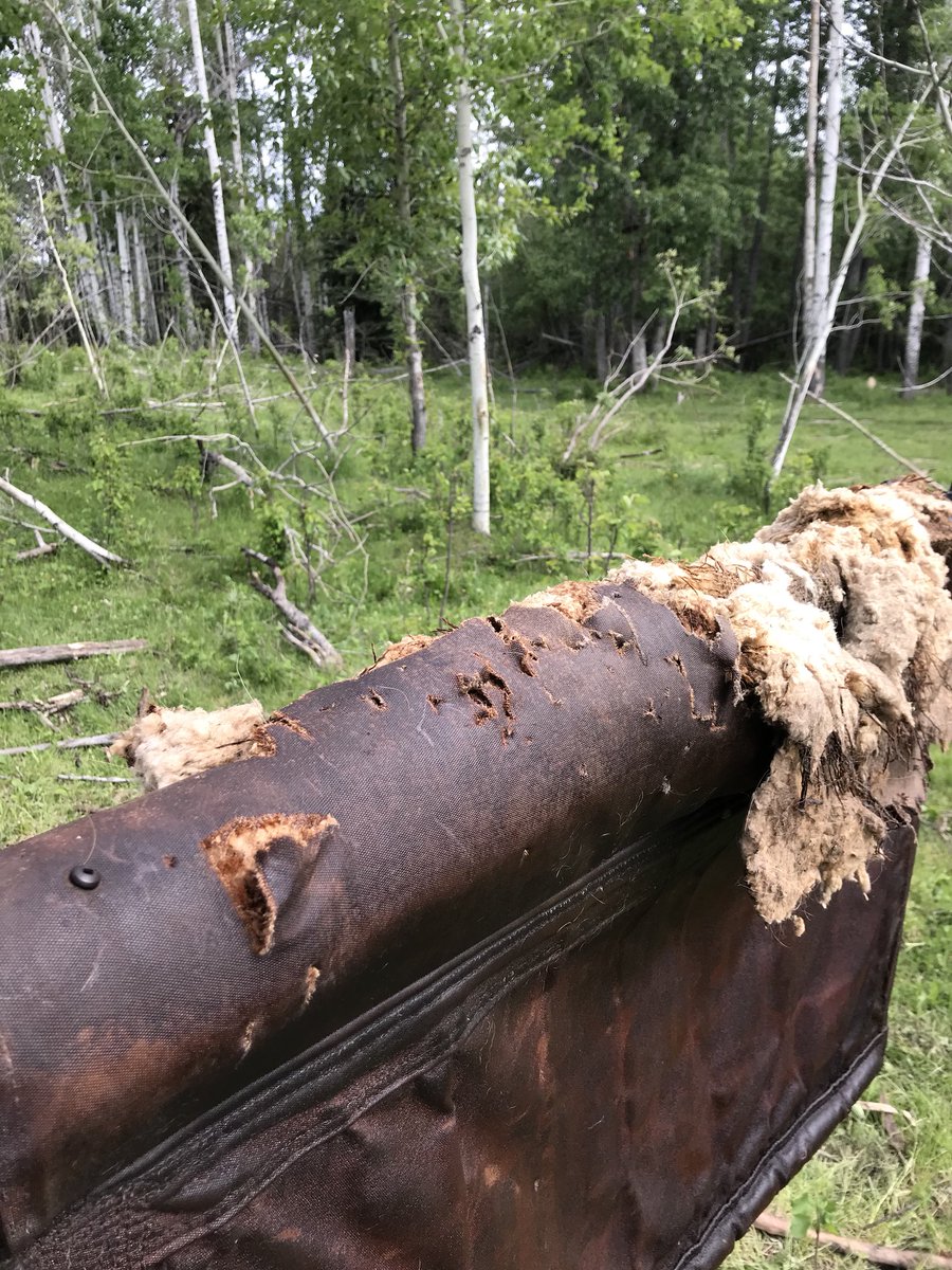 KMeneice's tweet image. Bear mauled my cattle Oiler and chewed holes in my water line so when it turns on it looks like the bellagio fountain. Also all the cows came home. I hope. #cattleproblems