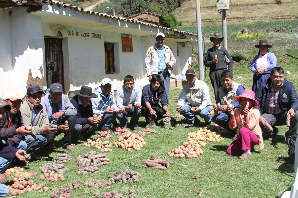 DraApurimac's tweet photo. #DíaNacionalDeLaPapa #PapeaPerú
Se exhibieron una muestra de variedades de papa en #Ccecceray #Curahuasi #Abancay
#DRAApurímac #FuerzaqueIntegra
#RediagroApurímac #Rediagro https://t.co/NLDrvteoeL