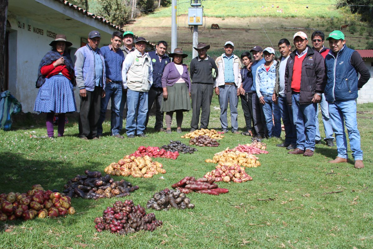 DraApurimac's tweet photo. #DíaNacionalDeLaPapa #PapeaPerú
Se exhibieron una muestra de variedades de papa en #Ccecceray #Curahuasi #Abancay
#DRAApurímac #FuerzaqueIntegra
#RediagroApurímac #Rediagro https://t.co/NLDrvteoeL